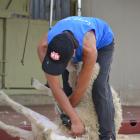 A shearer hard at work at last year's speed shearing event at the Strath Taieri Hotel. Photo...