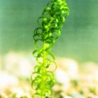 akLagarosiphon. Photo supplied.