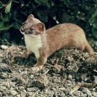 stoat.jpg