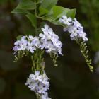 Duranta erecta.