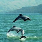 Hector's dolphins leaping in Akaroa Harbour are pictured in an image from The Dolphins Of...