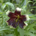 Lilium nepalense.