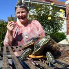 Paula Ramage with Shelly the red-eared slider turtle  in Dunedin yesterday. Photo: Stephen Jaquiery.