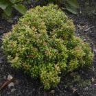 Pieris ‘Bisbee Dwarf’, is a dwarf form of P. japonica. Photo: Gerard O'Brien.