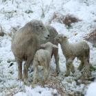 Last spring’s lambs, pictured in the Lower Shotover last October, are now fetching a five-year...