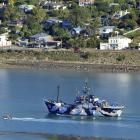 Sea Shepherd flagship Steve Irwin motors up  Otago Harbour yesterday. Photo: Stephen Jaquiery.