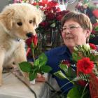 Nicol's Garden Centre Dunedin florist Marie Driver prepares for Valentine's Day with puppy Murphy...