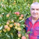 Pipfruit New Zealand chief executive officer Alan Pollard inspects apples in the Leaning Rock...