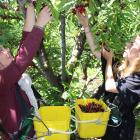 Frenchwomen Pauline Veitadieu (left) and Agathe Deroo pick cherries last December at Fairview...