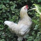 Henry the rooster evades  captors in Dunedin on Thursday. Photo: Chrisitine O'Connor.