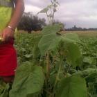 Velvetleaf outbreak of concern this season. Photo: ODT.