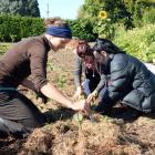 Programme manager Annika Korsten (left) plants cabbages at Kowhai Grove with Liv Bambery (18), of...