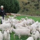 Mohair goat breeder and fibre classer Irene Campbell, of ...