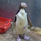 Yellow-eyed penguin Buster at Penguin Place on the Otago Peninsula yesterday. Photo by Craig Baxter.
