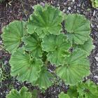 Subantarctic Island mega-herb punui (Stilbocarpa polaris). Photo by Gregor Richardson.