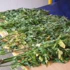 Police uncovered a booby-trapped cannabis plot. Photo: file
