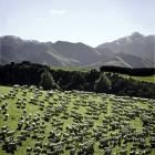 PHOTO: BEEF AND LAMB NEW ZEALAND