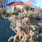 Frost lingers on plants outside Ophir's historic jailhouse yesterday morning. PHOTO: JONO EDWARDS