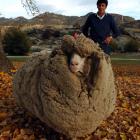 Hermit sheep Shrek with his six-year fleece in 2004. Photo: Stephen Jaquiery.