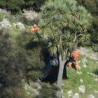 A stolen Nissan Pulsar rests against a cabbage tree near Lee Stream on Saturday. Photo: Gerard O'Brien.