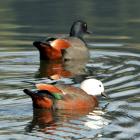 Male (back) and female paradise shelducks. Photo: Stephen Jaquiery.