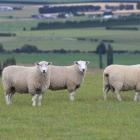 Texel rams. Photo: file