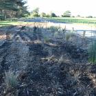 Flax and grass at Brighton Domain lies crushed after being run over by vandals. PHOTO: GREGOR...