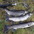 Three of about 20 brown trout found dead in Mill Creek, near Arrowtown, earlier this month. ...