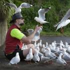Tony Pemberton feeds his flock of friendly seagulls in Dunedin yesterday. Photo: Gerard O'Brien