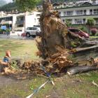 The remains of the Lombardy poplar which fell across Lake Esplanade, Queenstown, in 2014,...