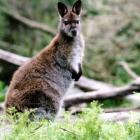 A wallaby in the wild. Photo: Brent Glentworth.