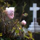 Roses growing at the Northern Cemetery after 40% of the plants there were poisoned last year....