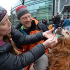 Christina Riesselman and Chris Moy swab the cheek of their golden retriever dog  Arlo at the...