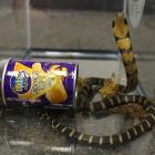 A king cobra snake seen coming out of a container of chips. Photo: Reuters
