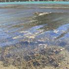 Lagarosiphon (lakeweed) growing in Lake Dunstan near Champagne Gully in the Cromwell Gorge...