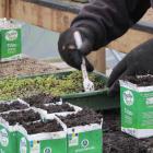 A prisoner transfers seedlings into milk cartons at Otago Correctional Facility, Milburn. PHOTO:...