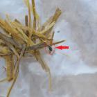 Ergot appears as long purple/black structures in the place where normal seeds should be. Photo: MPI