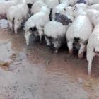 Rabbits seek refuge from the flood near  Mosgiel on Saturday. Photo: Ferg Horne.