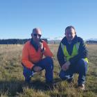 A patch of a specially bred grass at  Wanaka Airport is inspected by airport operations manager ...