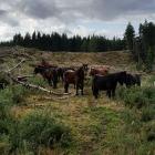 A herd of wild horses in the back hills of Kaitangata last year. Photo: Laura King/supplied.