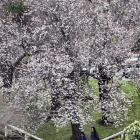 Blossom at the intersection of Albany and George Sts. Photo: Peter McIntosh