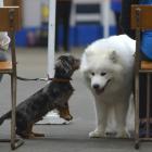 Carlysle Maydon's miniature dachshund Ziggy, of Mosgiel, (left) plays with Kristin Townsend's...