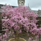 A magnolia signals the arrival of spring in the University of Otago quadrangle yesterday. Photo:...