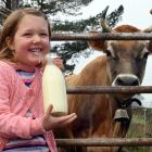 Marion McMullan (5) samples some of the first milk produced since Port Chalmers dairy farm and...