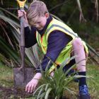 Josiah Scott (12) plants a flax during the Carisbrook School ``Project Gold'' event at Sidey Park...