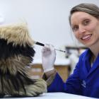 Otago Museum conservator Lisa Yeats takes a look at a stylish  after-ski boot recently given to...