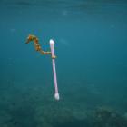 Justin Hofman’s photograph of a seahorse clinging to a plastic cotton bud in the sea off...