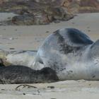 A female leopard seal sleeps on St Kilda Beach in Dunedin with her pup after giving birth earlier yesterday. Photos: Stephen Jaquiery