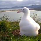 Northern royal albatross chick Tumanako much bigger and stronger (right). 