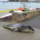 A leopard seal chilling in Oamaru’s Friendly Bay last week is to be part of a wider data...